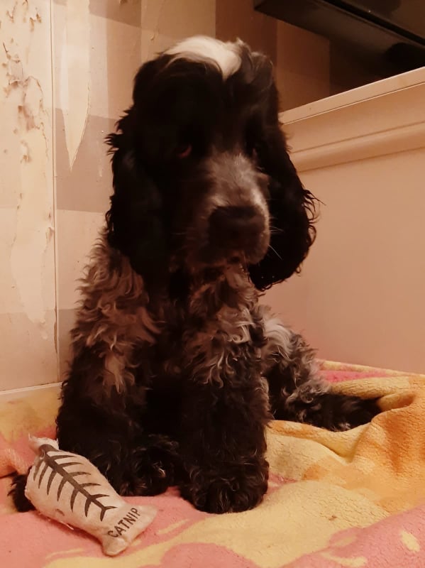 Spaniel