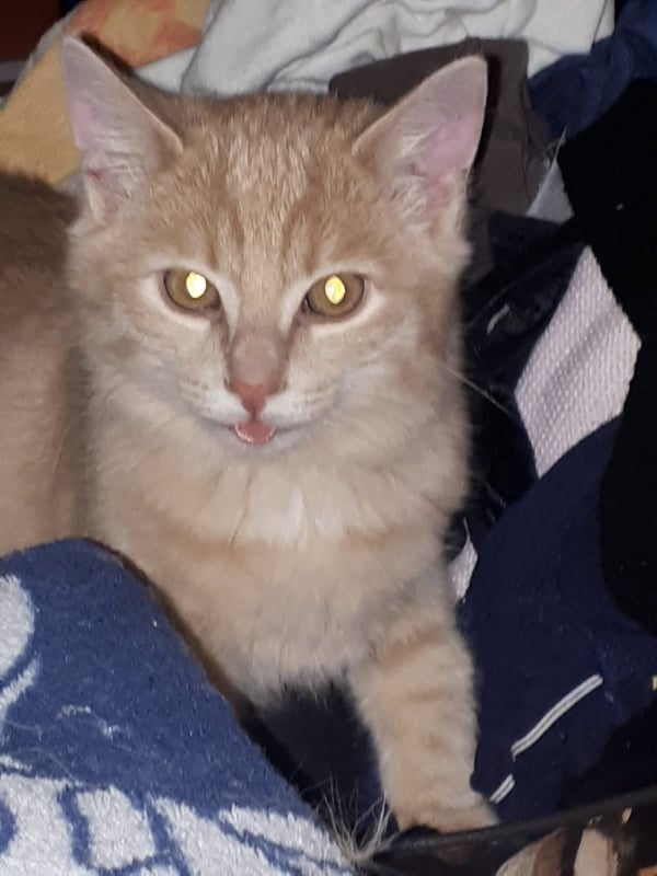 Europäische Hauskatze