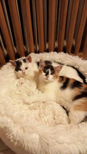 Europäische Hauskatze