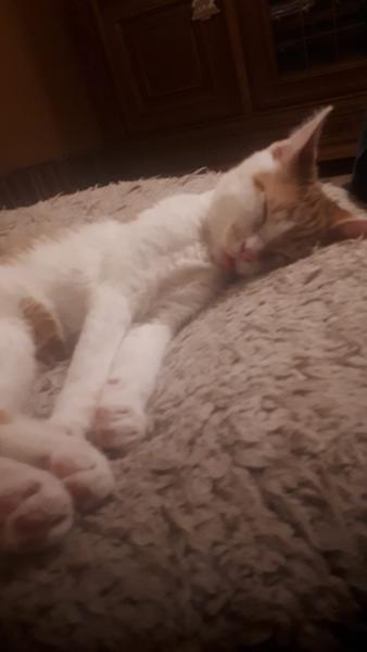 Europäische Hauskatze