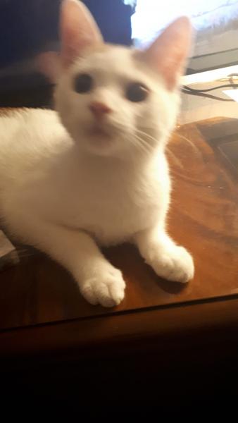 Europäische Hauskatze