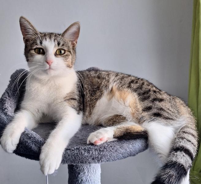 Europäische Hauskatze
