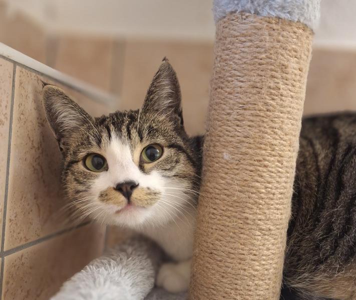 Europäische Hauskatze