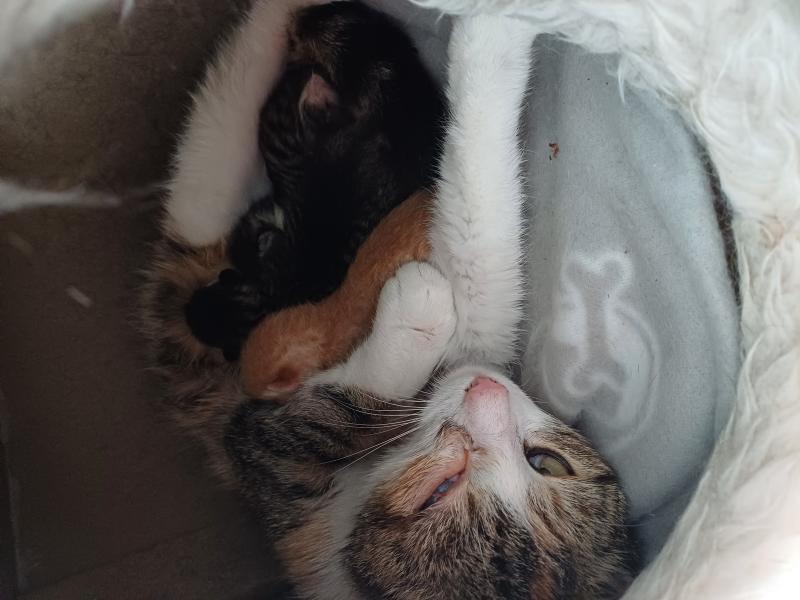 Europäische Hauskatze