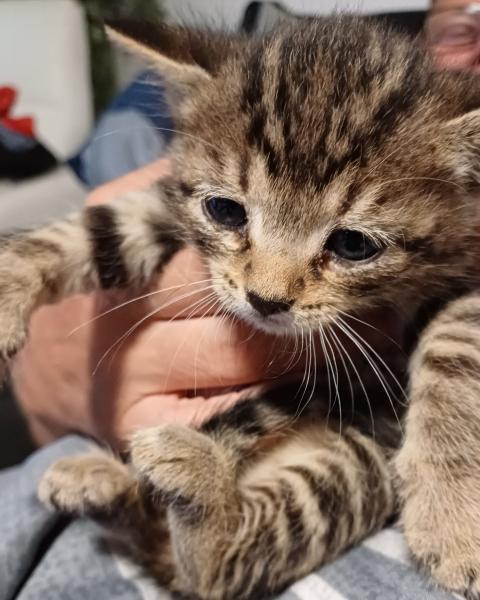 Europäische Hauskatze