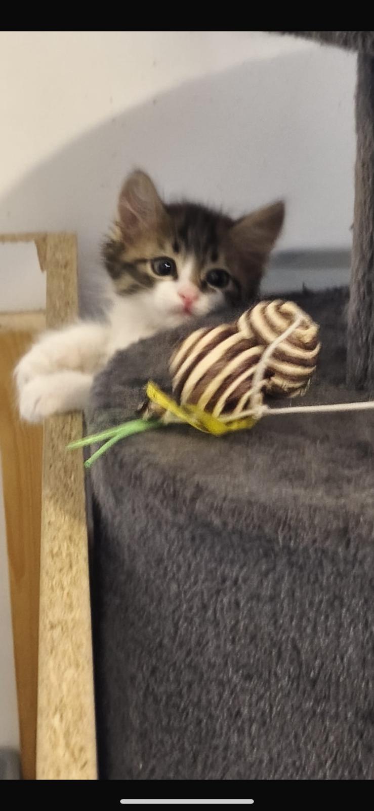 Europäische Hauskatze