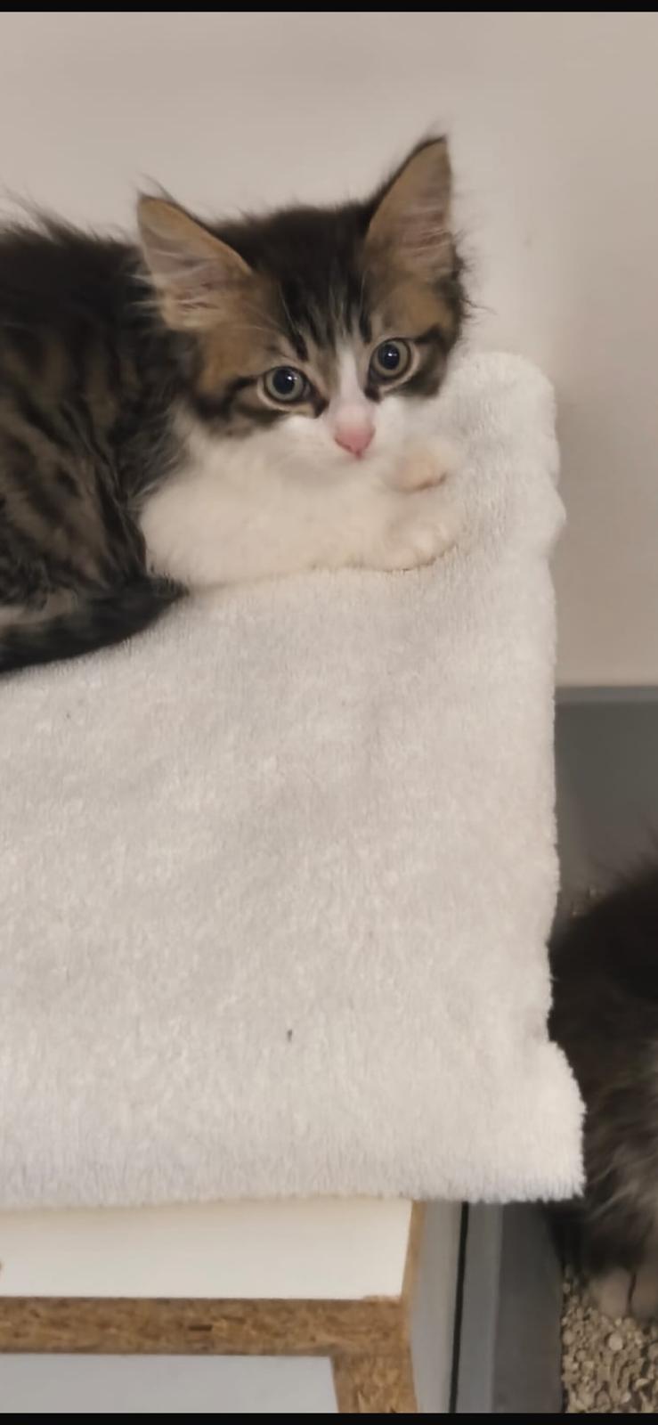 Europäische Hauskatze
