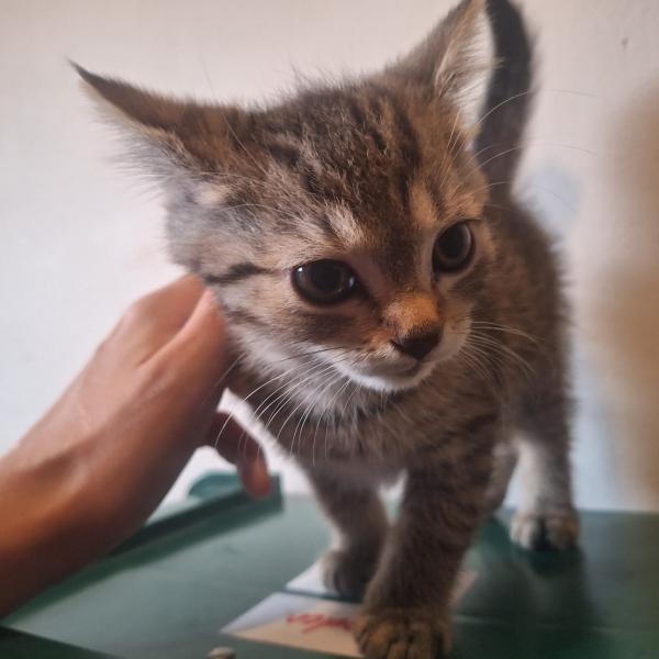 Europäische Hauskatze