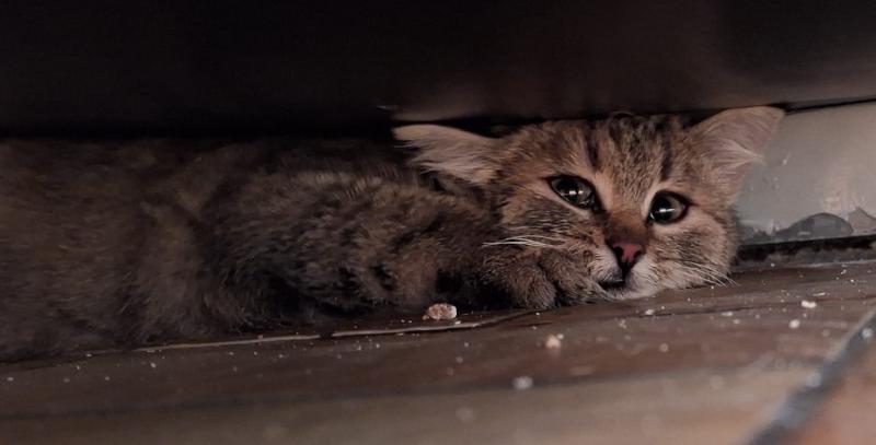 Europäische Hauskatze
