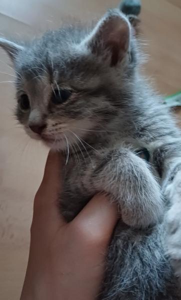 Europäische Hauskatze