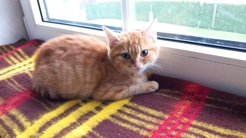 Europäische Hauskatze