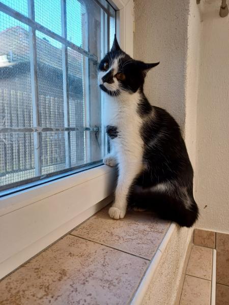 Europäische Hauskatze