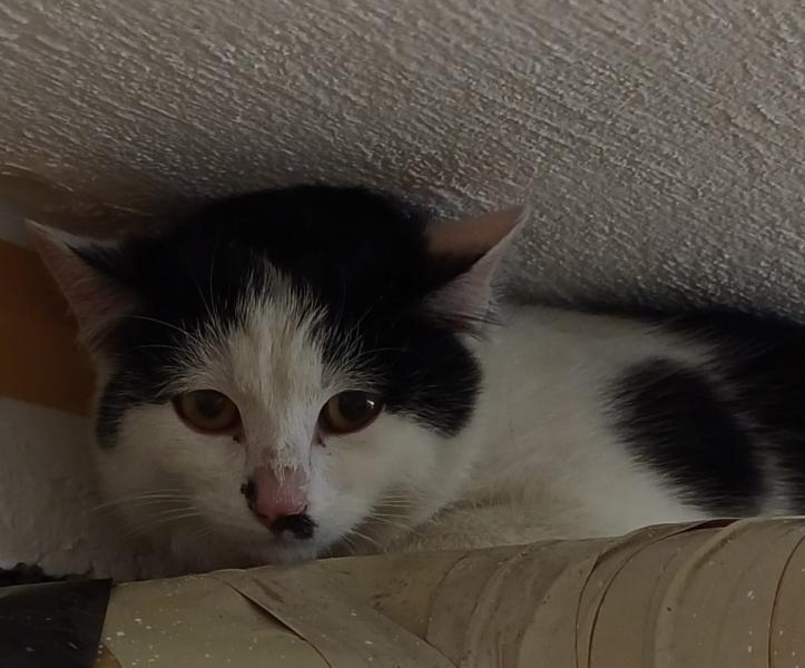 Europäische Hauskatze