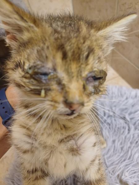 Europäische Hauskatze