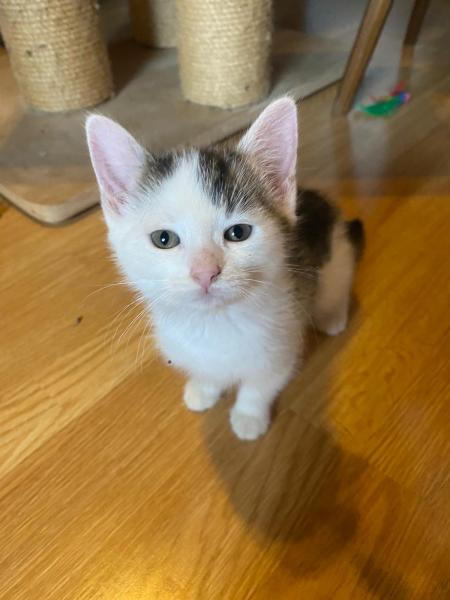 Europäische Hauskatze