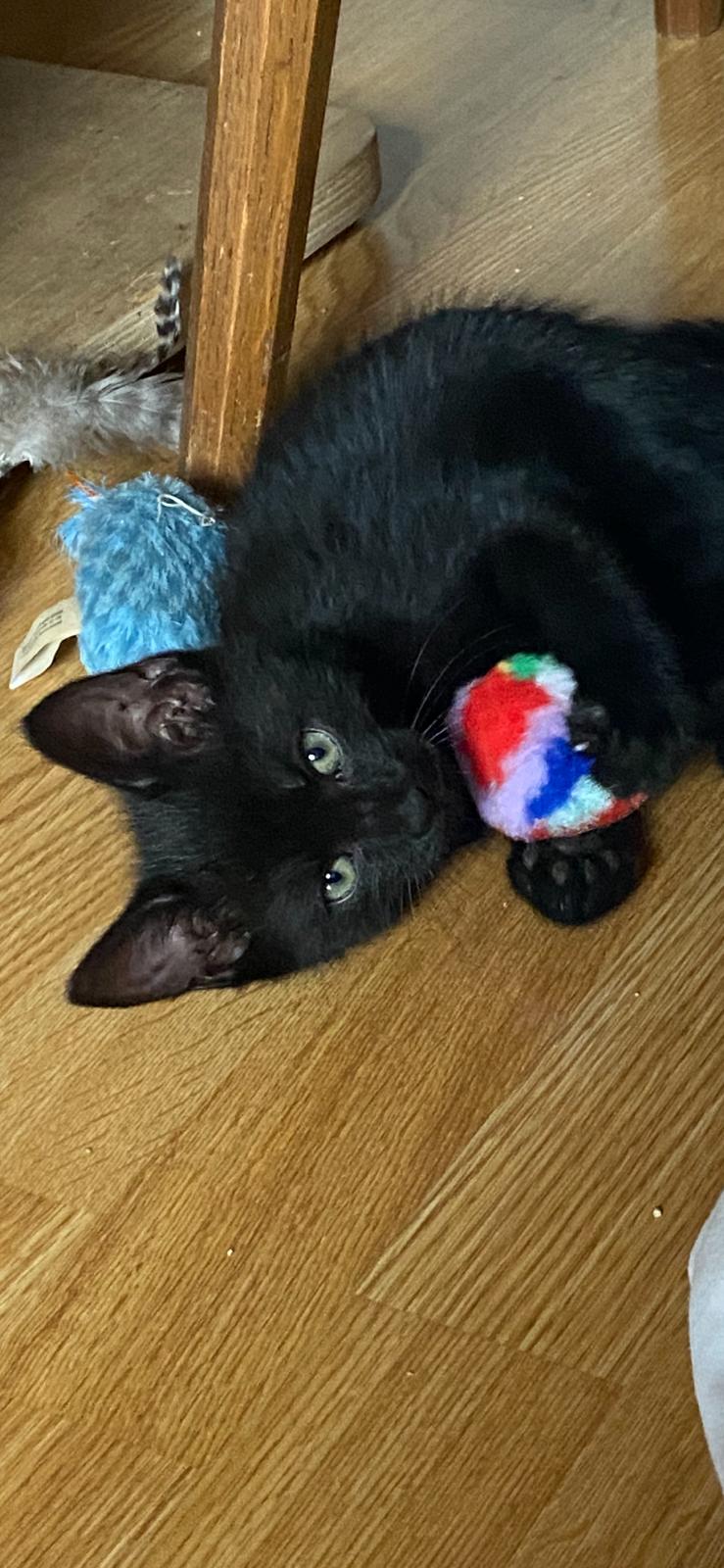 Europäische Hauskatze