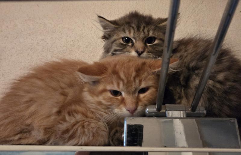 Europäische Hauskatze