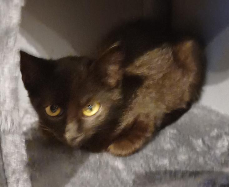 Europäische Hauskatze