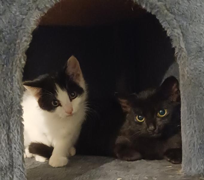 Europäische Hauskatze