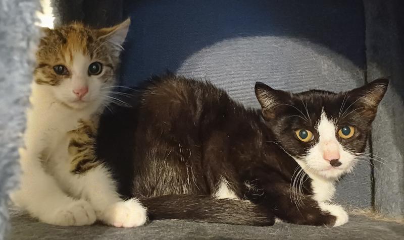 Europäische Hauskatze