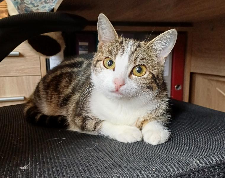 Europäische Hauskatze