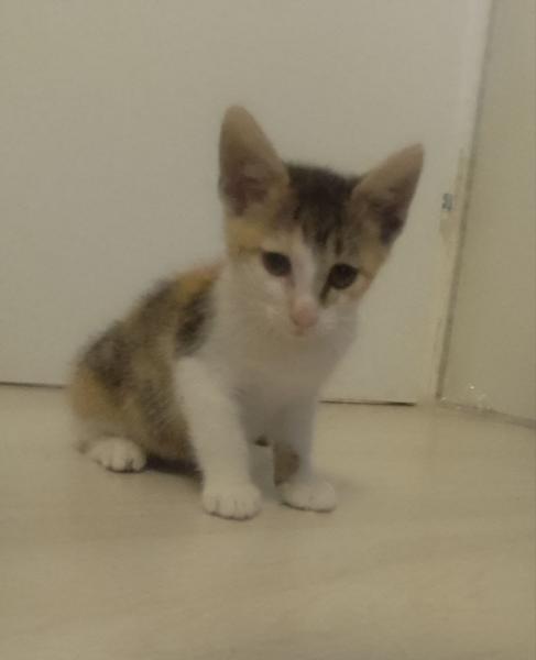 Europäische Hauskatze