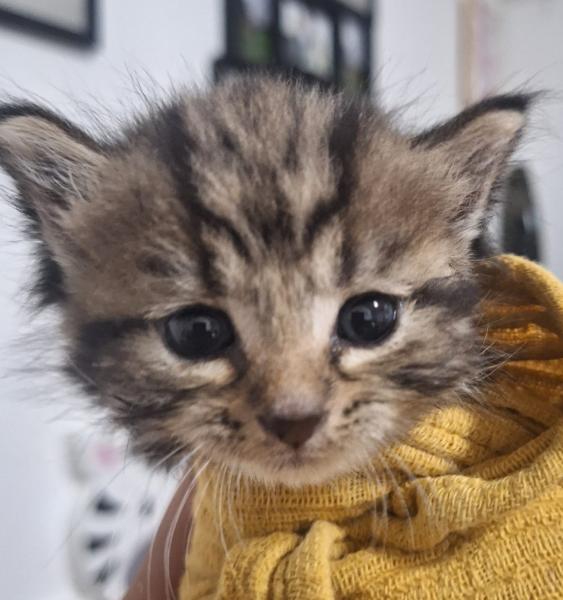 Europäische Hauskatze
