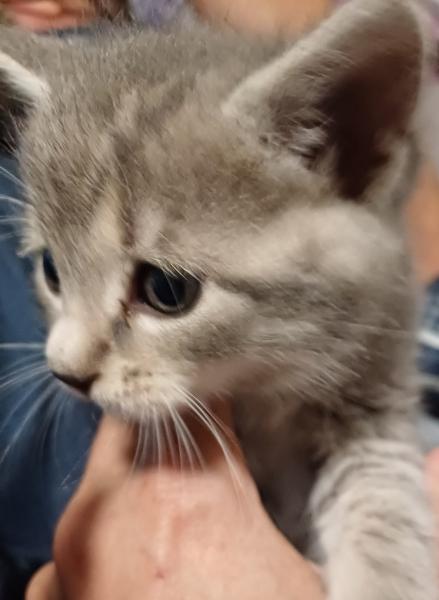 Europäische Hauskatze