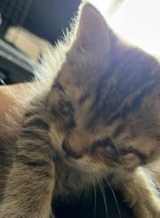 Fundtier Tier-ID 36540