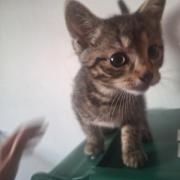 Fundtier Tier-ID 36577