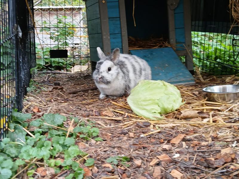 Kaninchen