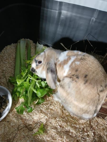 Kaninchen