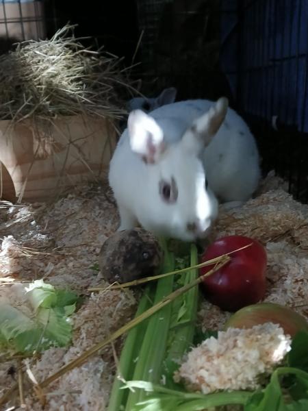 Kaninchen