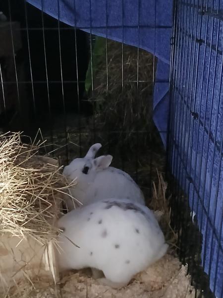 Kaninchen