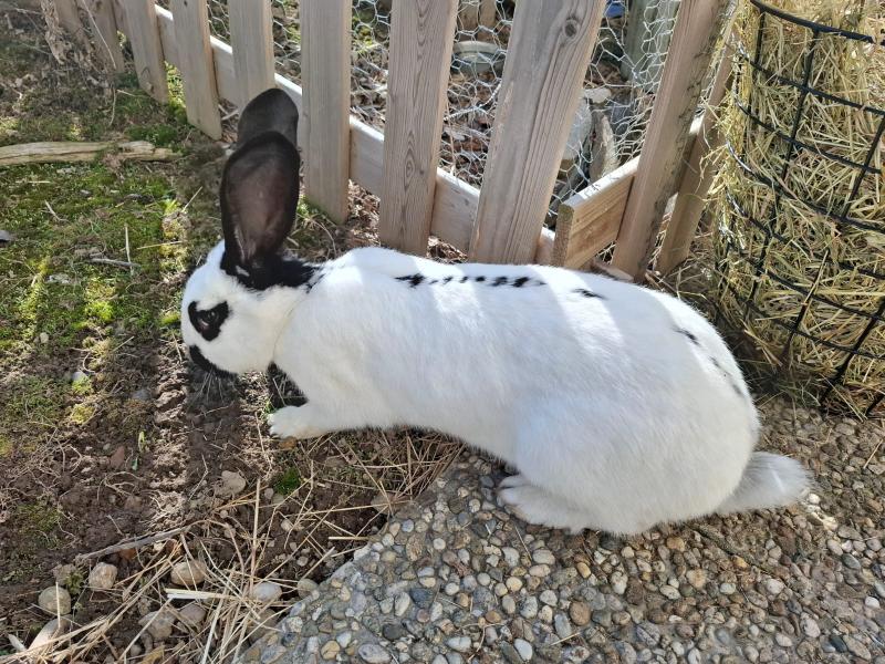 Kaninchen