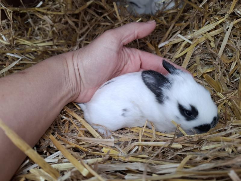 Kaninchen