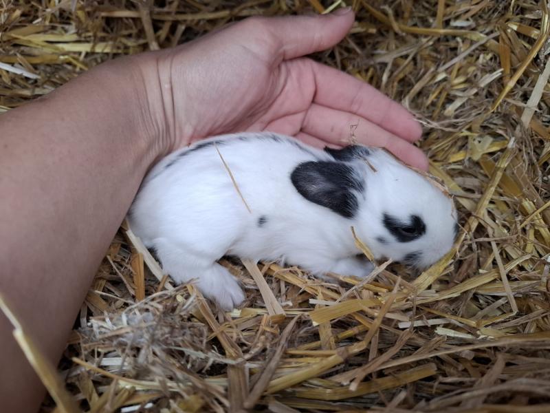 Kaninchen