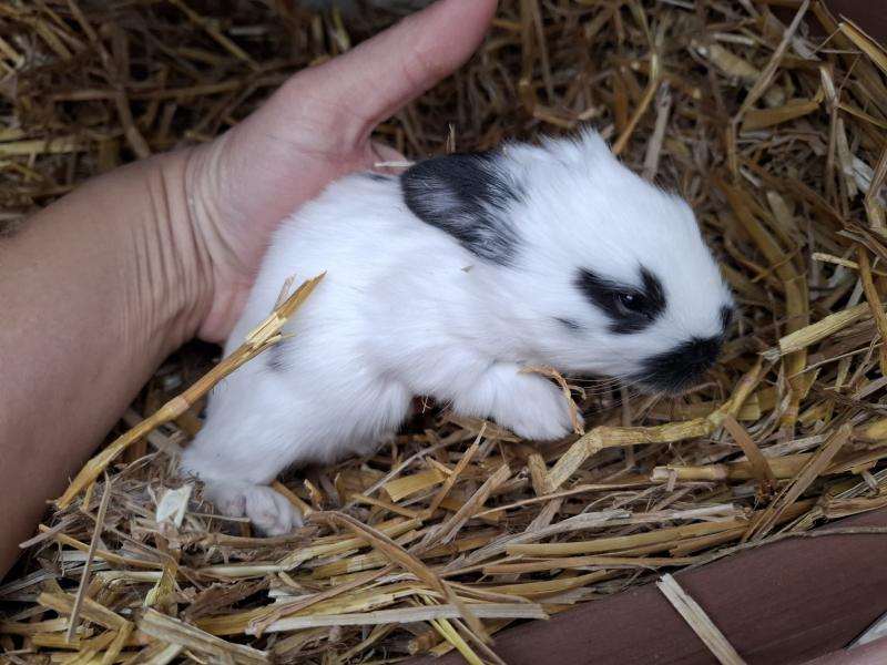 Kaninchen