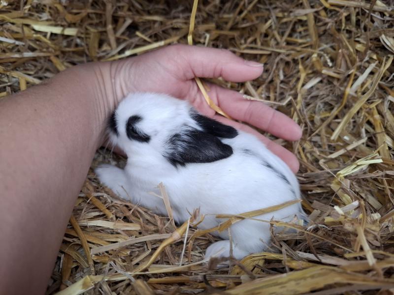 Kaninchen