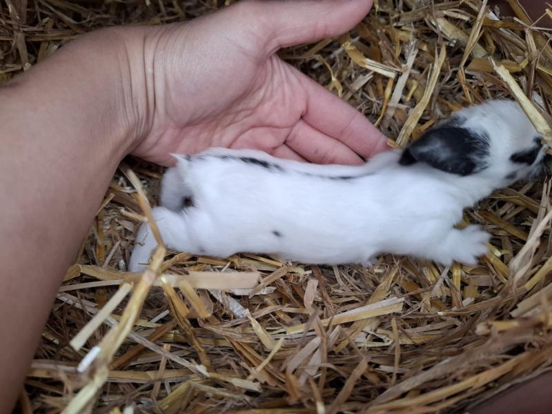 Kaninchen