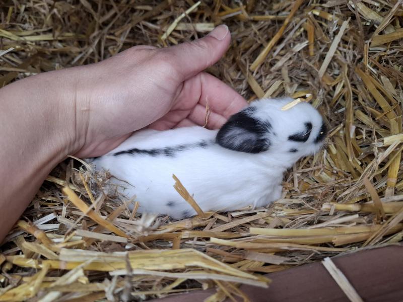 Kaninchen