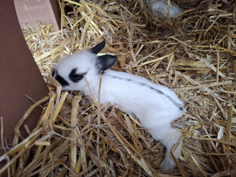 Kaninchen