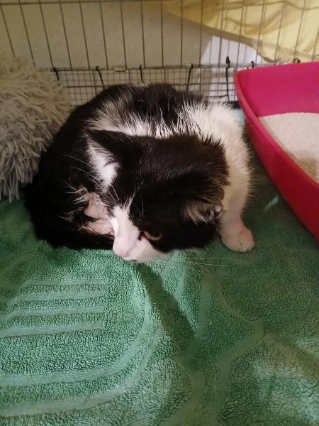 Europäische Hauskatze