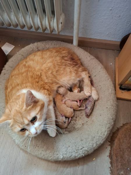 Europäische Hauskatze