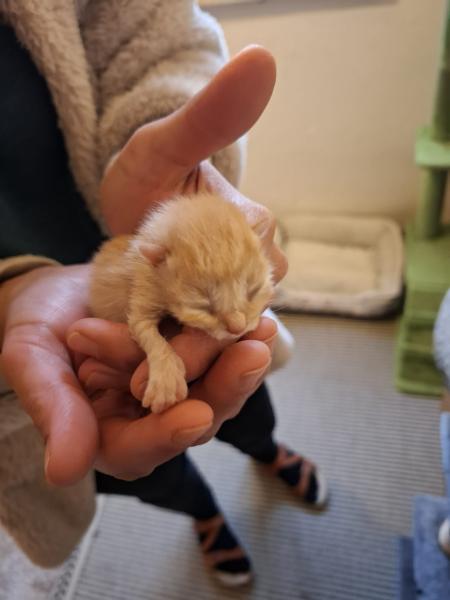 Europäische Hauskatze