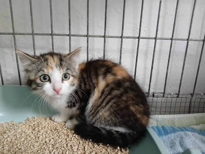 Europäische Hauskatze