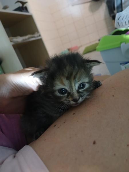 Europäische Hauskatze