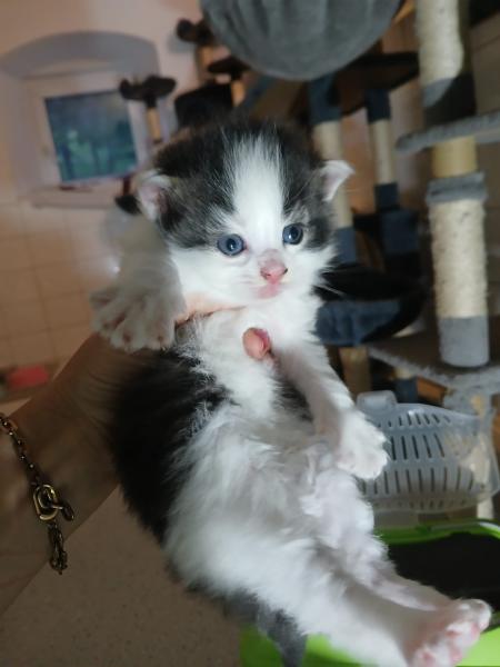 Europäische Hauskatze