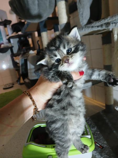 Europäische Hauskatze