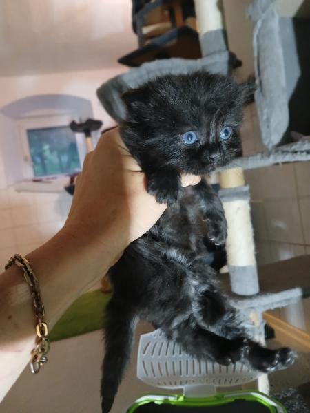 Europäische Hauskatze